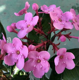 楽天市場 ルクリア 鉢花 花 観葉植物 花 ガーデン Diyの通販