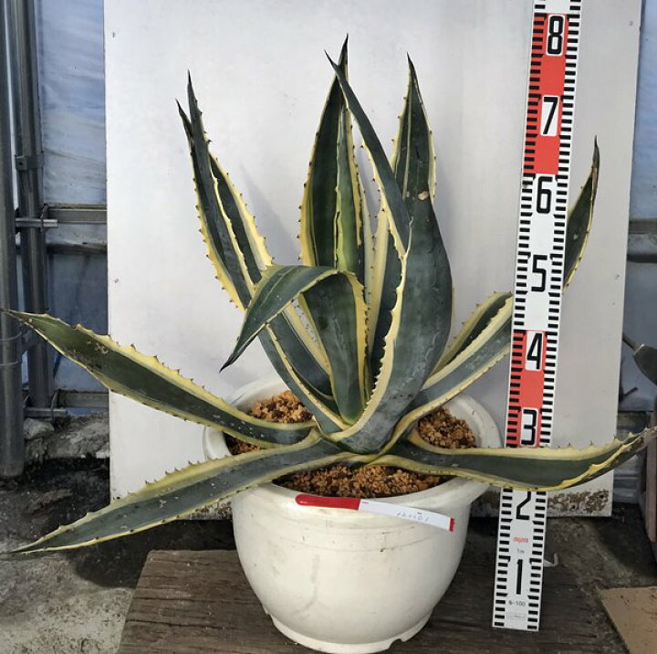 楽天市場】【現品発送】斑入りリュウゼツラン 特大苗 13号鉢植え 