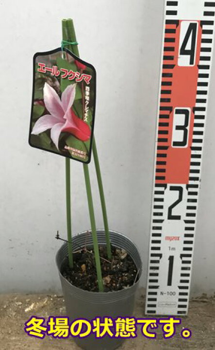 楽天市場 四季咲きクレマチス エール フクシマ 3 5号苗 C05 千草園芸