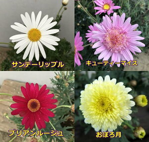 苗 マーガレット Diy 工具の人気商品 通販 価格比較 価格 Com 苗 マーガレット Diy 工具の人気商品 通販 価格比較 価格 Com