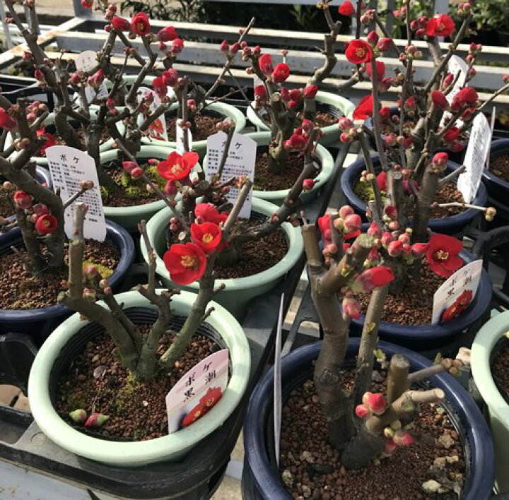 楽天市場 寒ボケ 寒木瓜 クロシオ 黒潮 4 5号鉢植え 苗木 J05 千草園芸