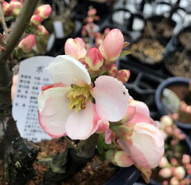 楽天市場 寒木瓜の通販