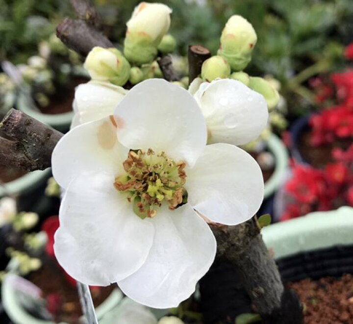 楽天市場 寒ボケ 寒木瓜 雪小町 白花 4号鉢盆栽仕立て苗 C1 千草園芸 楽天市場 寒ボケ 寒木瓜 雪小町 白花 4号鉢盆栽仕立て苗 C1 千草園芸