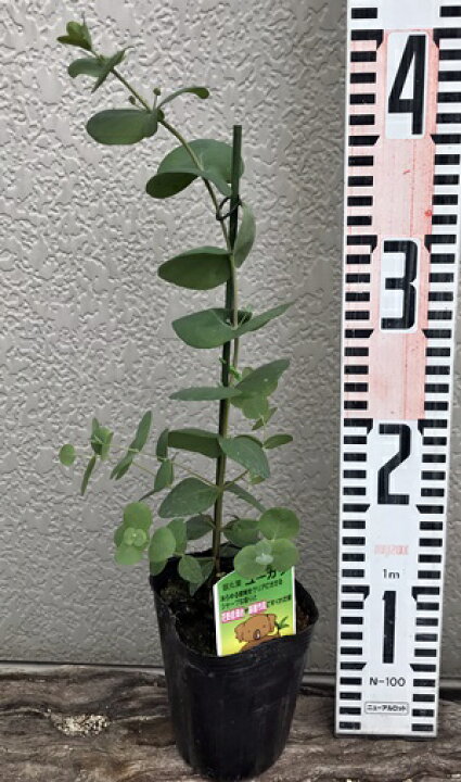 楽天市場 銀丸葉ユーカリ 3号苗 C15 千草園芸 楽天市場 銀丸葉ユーカリ 3号苗 C15 千草園芸