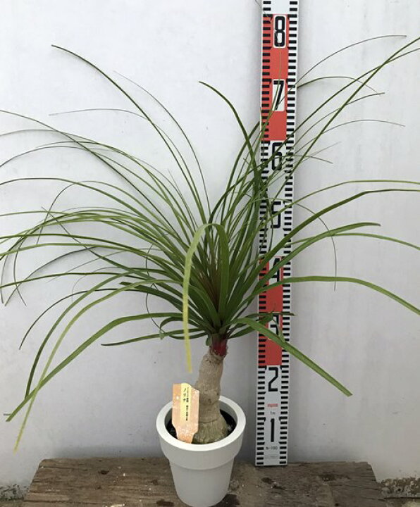 楽天市場 トックリラン 5号鉢植え H32 千草園芸