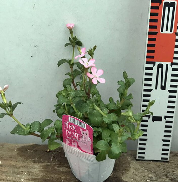 楽天市場 シレネ カロリニアーナ ピンクパンサー 薄いピンク 3 5号苗 B4 千草園芸 楽天市場 シレネ カロリニアーナ ピンクパンサー 薄いピンク 3 5号苗 B4 千草園芸