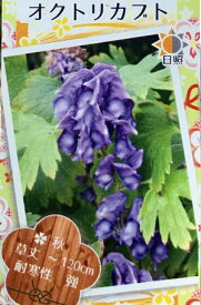 トリカブト 花屋 トリカブト 花屋