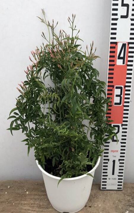 楽天市場 羽衣ジャスミン ハゴロモジャスミン 5号行灯仕立て H28 千草園芸