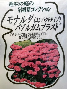 ベルガモット 苗の人気商品 通販 価格比較 価格 Com ベルガモット 苗の人気商品 通販 価格比較 価格 Com