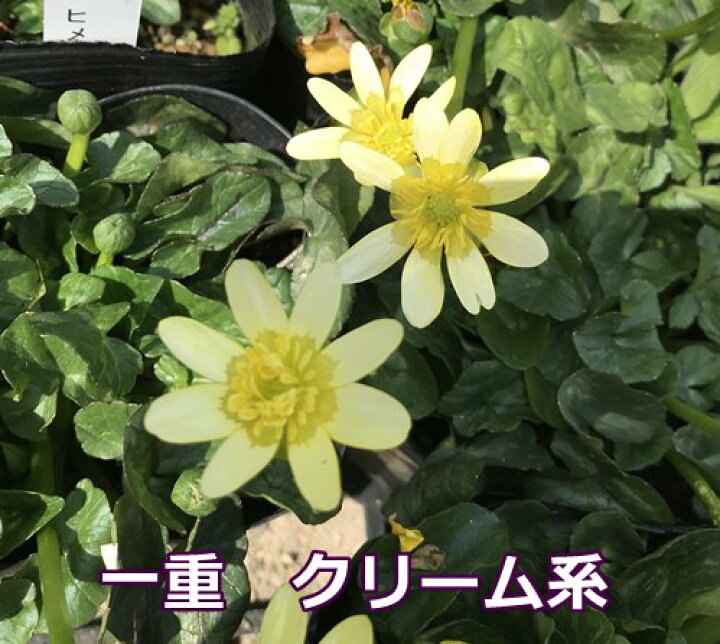 楽天市場 3種から選べる ヒメリュウキンカ 姫立金花 ポット苗 I3 千草園芸
