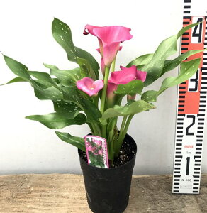 生花 花 鉢植えの人気商品 通販 価格比較 価格 Com