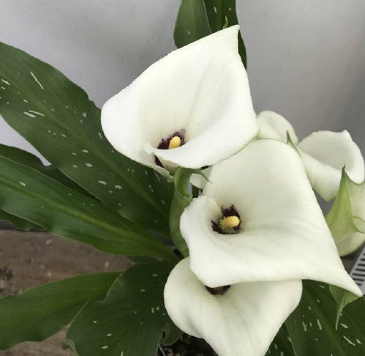 楽天市場】カラー苗 ホワイト 4号鉢植え（h10） : 千草園芸