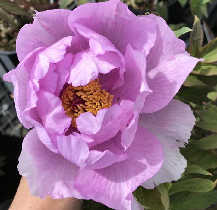 楽天市場 花終わり ボタン 牡丹 苗木 蘭州暮色 ランシユウボショク 6号 千草園芸