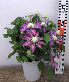 楽天市場 クレマチス 八重の通販