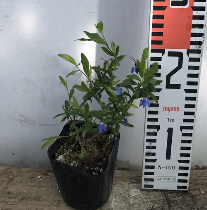 楽天市場 オーストラリアン ブルーベルズ 3 5号苗 A12 千草園芸