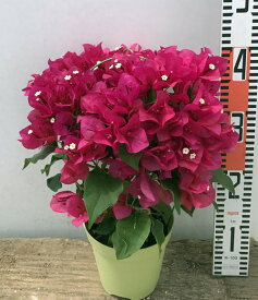楽天市場 ブーゲンビリア 鉢植えの通販