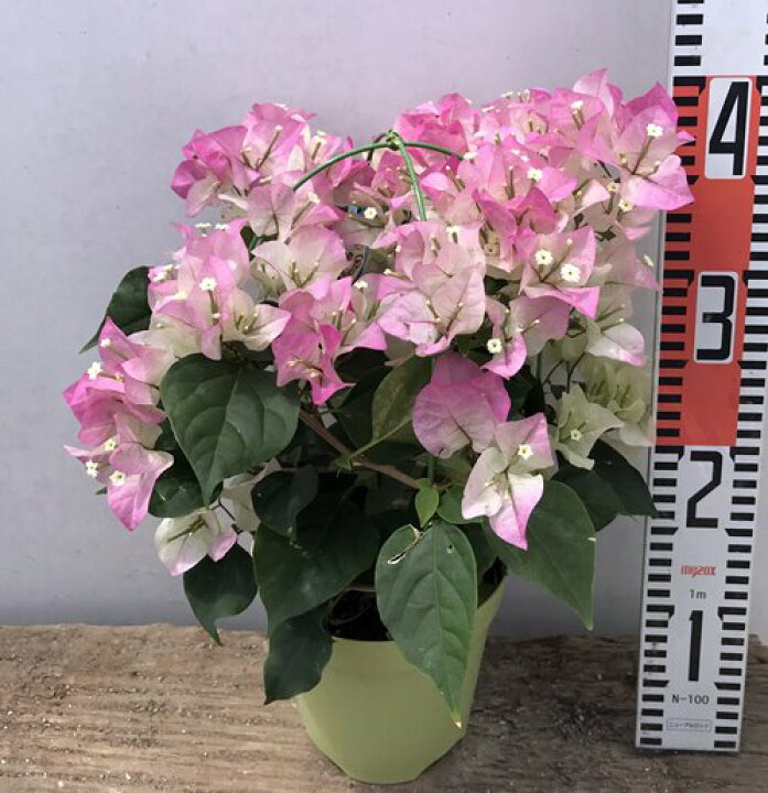 楽天市場 ブーゲンビリア ブライダルピンク 5号鉢植え H30 千草園芸 楽天市場 ブーゲンビリア ブライダルピンク 5号鉢植え H30 千草園芸