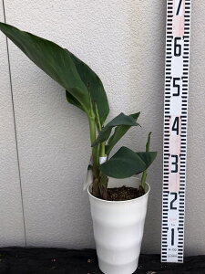 カンナ 苗の人気商品 通販 価格比較 価格 Com
