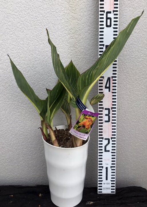 楽天市場 斑入りカンナ バンコック 6号長鉢植え苗 B 千草園芸