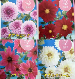 楽天市場 ダリア 球根 ガーデニング 農業 花 ガーデン Diy の通販