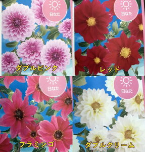 ダリア 苗の人気商品 通販 価格比較 価格 Com