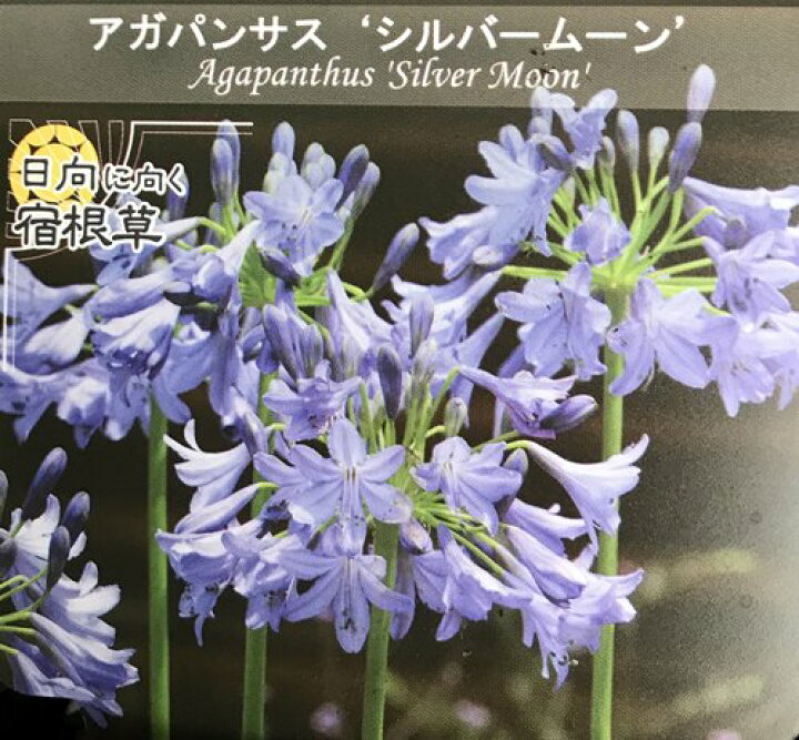 楽天市場 アガパンサス シルバームーン 3 5号苗 C07 千草園芸