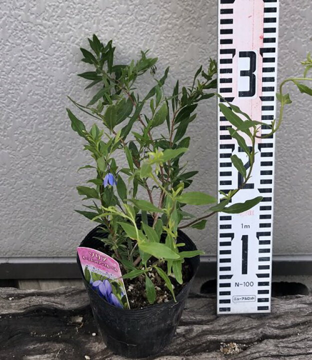 楽天市場 オーストラリアン ブルーベルズ 4号ポット苗 C18 千草園芸