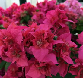 Apictnyohawoe 50 ブーゲンビリア 販売 大阪 ブーゲンビリア 販売 大阪