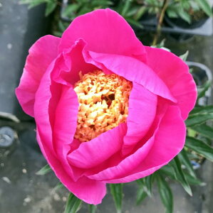 苗 芍薬の人気商品 通販 価格比較 価格 Com 苗 芍薬の人気商品 通販 価格比較 価格 Com