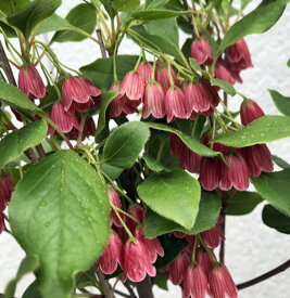楽天市場 サラサドウダン 種類 植物 ドウダンツツジ の通販