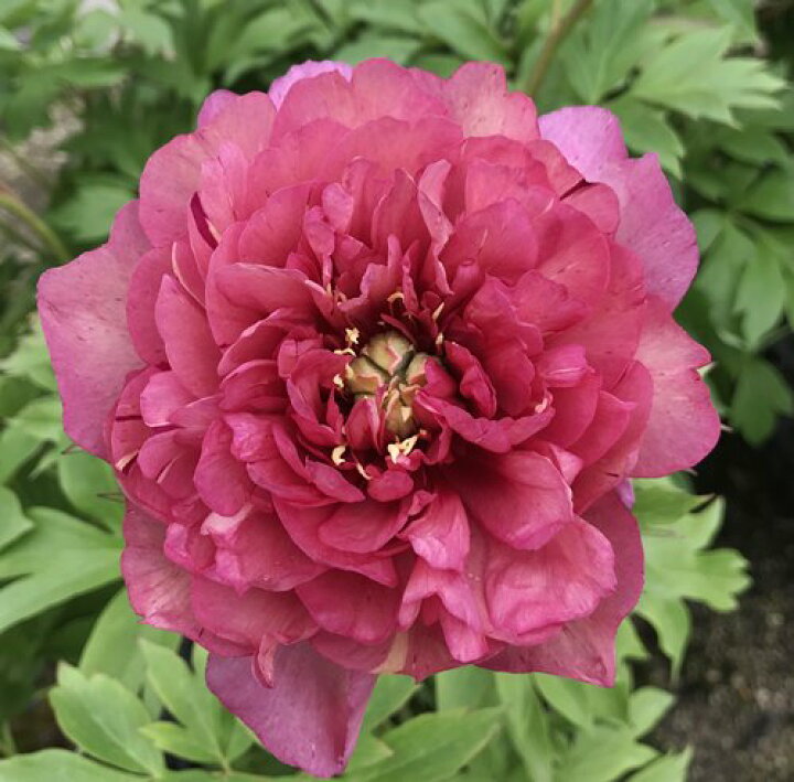 楽天市場 シャクヤク 芍薬 ヒラリー 6号苗 芍薬と牡丹の交配種 千草園芸