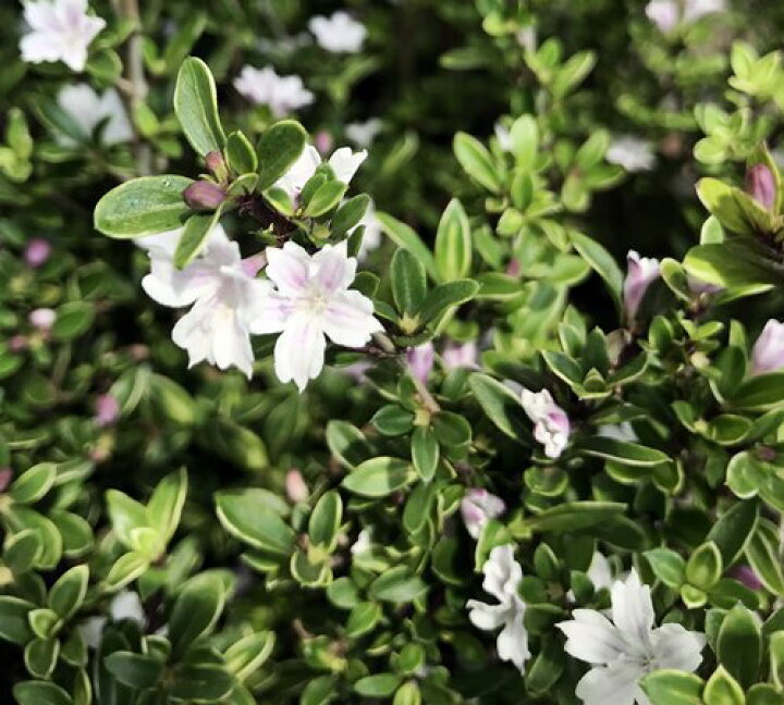 楽天市場 斑入り白丁花 ハクチョウゲ コウチョウゲ ピンク一重 3 5号苗 J01 千草園芸