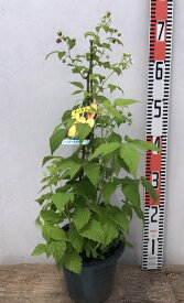楽天市場 イエローラズベリー 苗の通販
