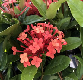 楽天市場 サンタンカ 花の通販