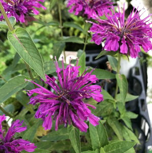 モナルダ 苗の人気商品 通販 価格比較 価格 Com