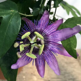 楽天市場 花 トケイソウ パッションフルーツの通販