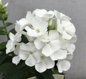楽天市場 花の苗物 種類 植物 フロックス 人気ランキング1位 売れ筋商品