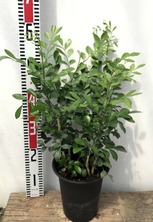 楽天市場 オレンジジャスミン ゲッキツ 6号鉢植え H36 千草園芸