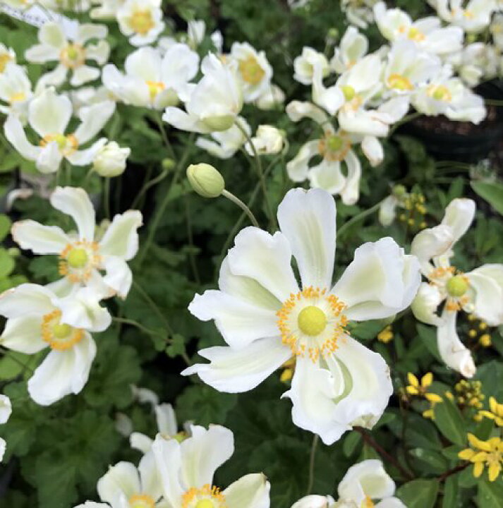 市場 秋明菊 ホワイト 白 シュウメイギク 3 5号ポット