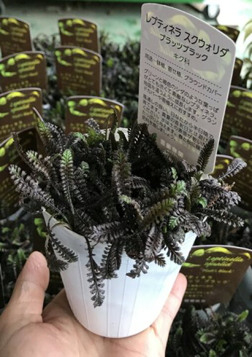 希少 ガーデニング シダの プラッツブラック レプティネラ 地植え 宿根 宿根草 寄せ植え 山野草 庭植え 様な 耐寒 草花 這性 鉢植え ショッピング レプティネラ
