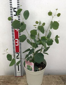 ユーカリ シルバー 植木 盆栽の人気商品 通販 価格比較 価格 Com