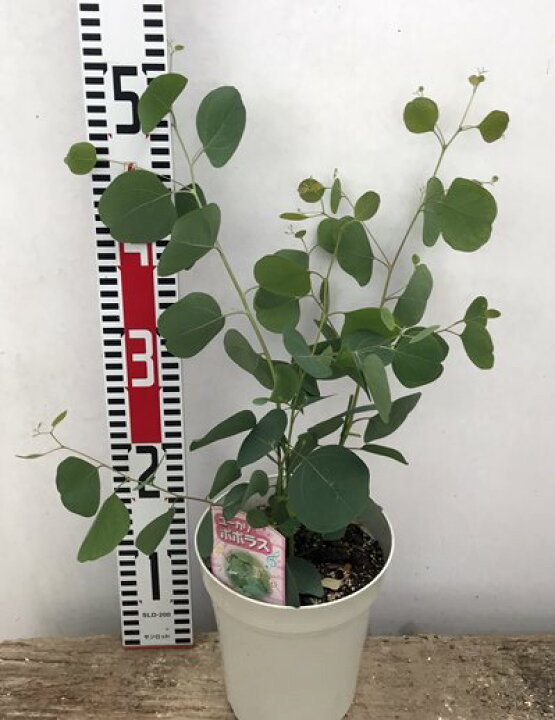 楽天市場 ユーカリ ポポラス ポダリリーフォリア 5号鉢植え B 千草園芸 楽天市場 ユーカリ ポポラス ポダリリーフォリア 5号鉢植え B 千草園芸