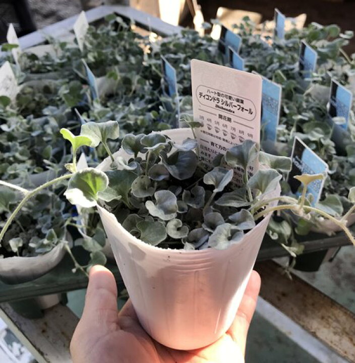 楽天市場 ダイカンドラ シルバーフォールズ 3号苗 B 千草園芸