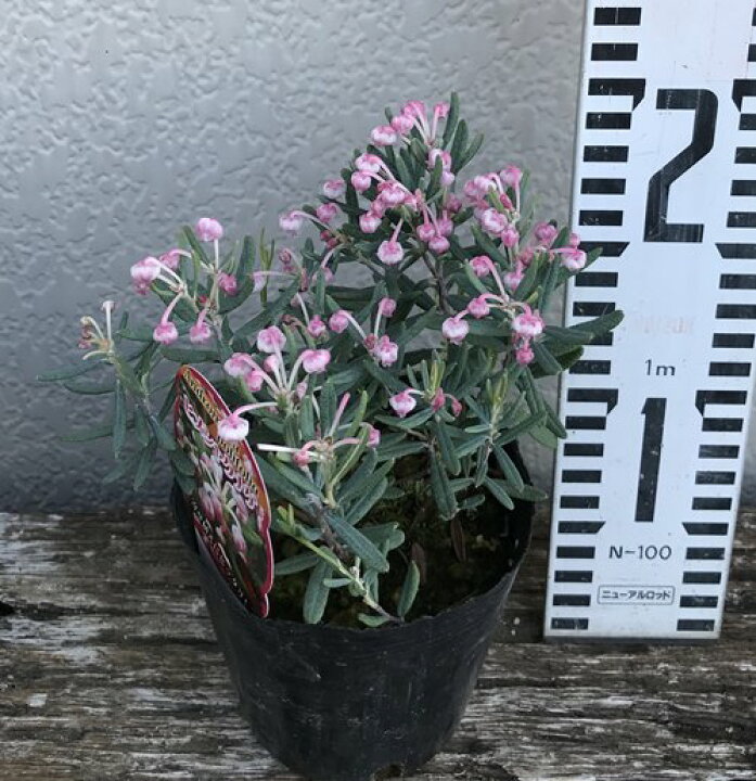 楽天市場 ヒメシャクナゲ ブルーアイス 3 5号苗 A12 千草園芸