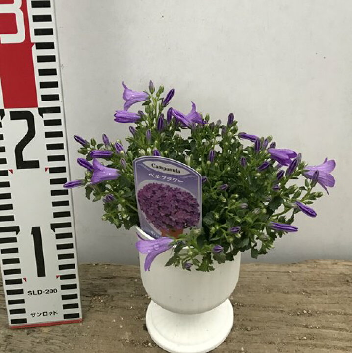 楽天市場】カンパニュラ ベルフラワー 3.5号鉢植え苗（b） : 千草園芸