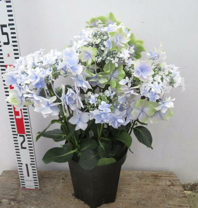 楽天市場 花終わり 新品種アジサイ 紫陽花 あじさい 銀河 ギンガ ブルー 6号苗 22年入荷株 K07 千草園芸