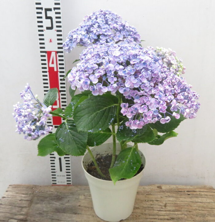 【開花株】アジサイ(紫陽花・あじさい) オタフク(おたふく)ブルー 5号鉢苗【23年入荷株】 千草園芸 アジサイ(紫陽花・あじさい)オタフク 3号苗 (i03)