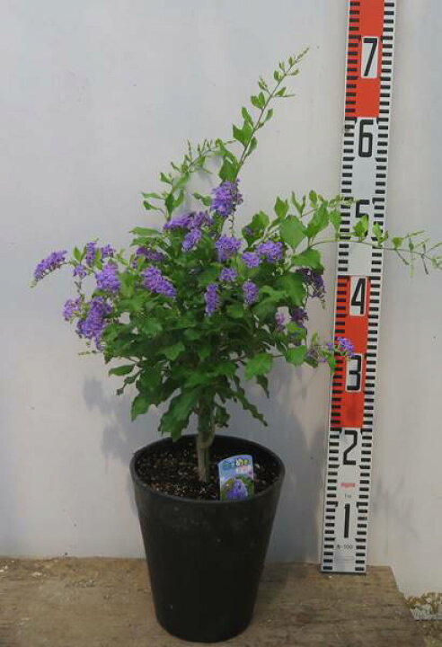 楽天市場 花終わり デュランタ レペンス トキメキ 6号セラアート鉢植えスタンダード仕立て H21 千草園芸