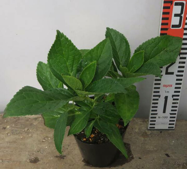 楽天市場 屋外管理苗 アジサイ 紫陽花 あじさい おはよう 4号苗 J11 千草園芸