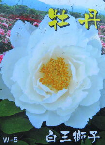 {^(O)@c؁@qinNIEWVj@7